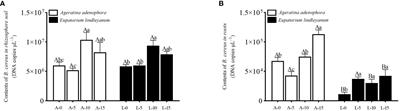 Beneficial rhizosphere bacteria provides active assistance in resisting Aphis gossypiis in Ageratina adenophora